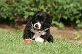 BORDER COLLIE 1277